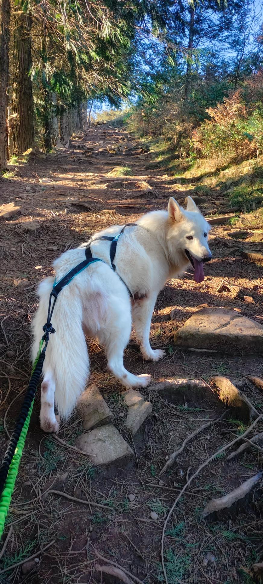 Volt fait l'ascension de la Rhune, au-dessus de saint-Jean-de-Luz.